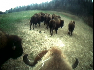 Buffalo by Sam Easterson